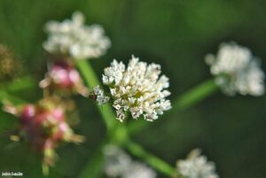 Oenanthe globulosa
