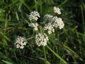 Oenanthe lachenalii