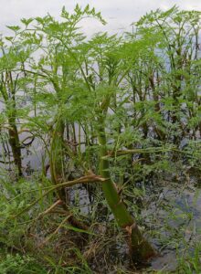 Oenanthe aquatica