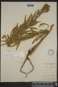 Oenothera oakesiana