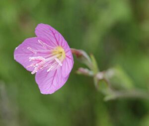 Oenothera rosea