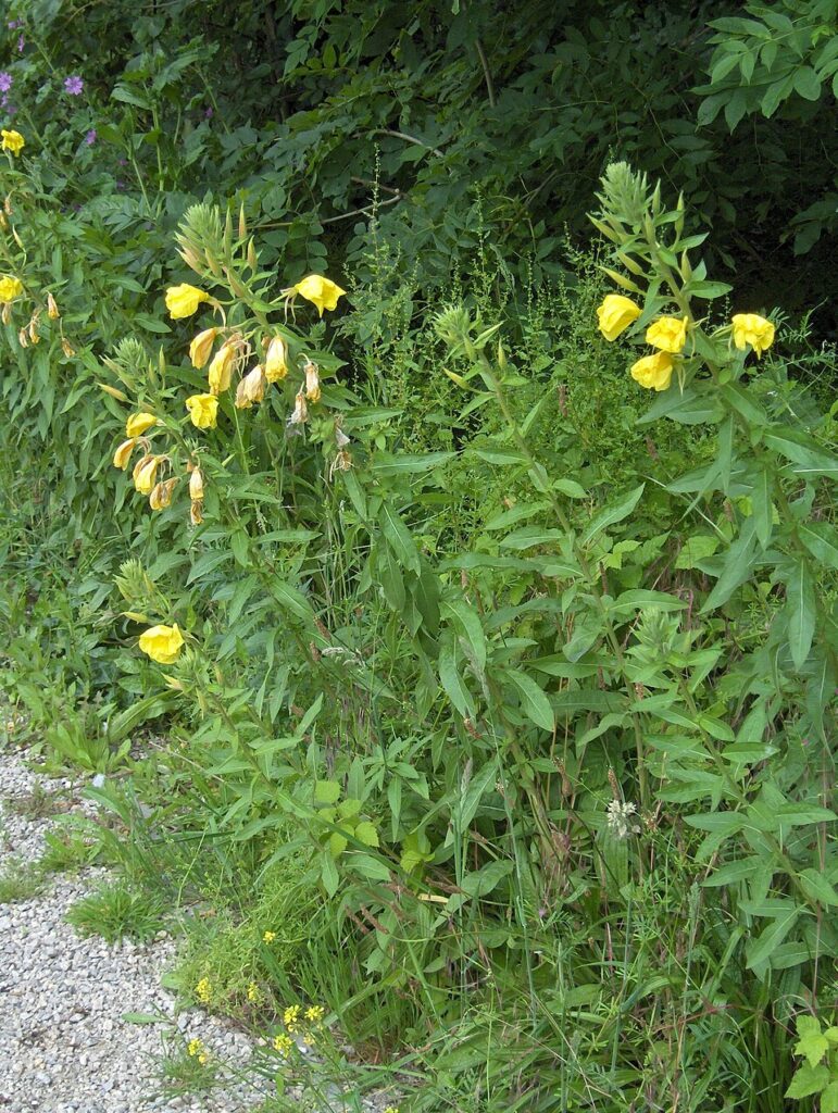 Oenothera fallax