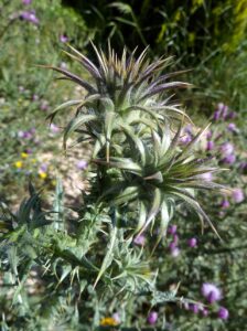 Onopordum corymbosum