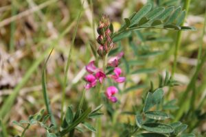 Onobrychis viciifolia