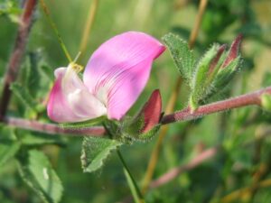Ononis arvensis