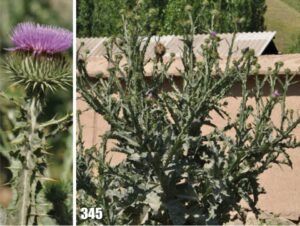 Onopordum acanthium