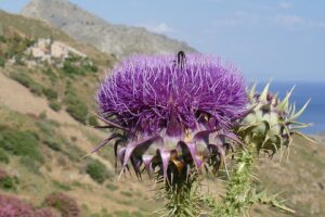 Onopordum bracteatum