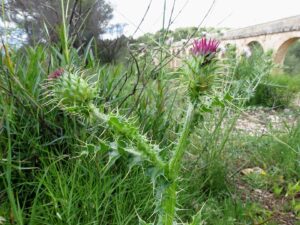 Onopordum illyricum subsp. illyricum