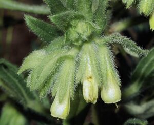 Onosma arenaria
