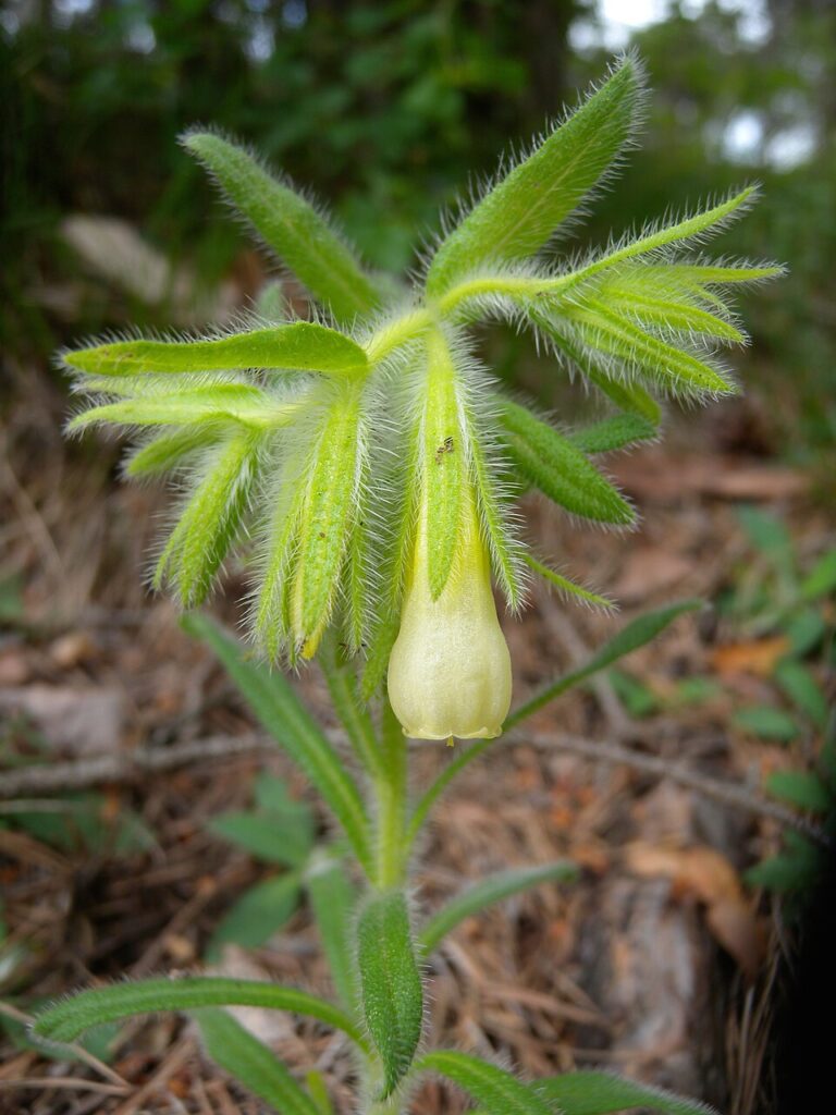 Onosma helvetica