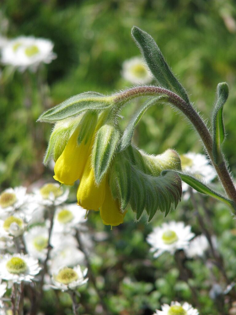 Onosma rigida