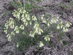 Onosma simplicissima