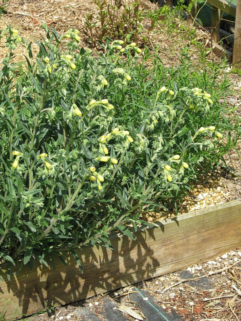 Onosma tornensis