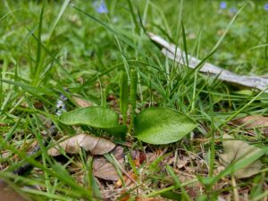 Ophioglossum azoricum