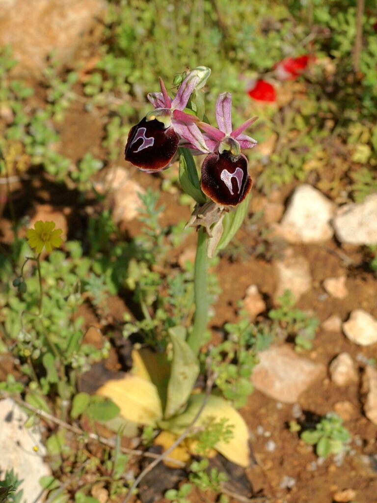 Ophrys ferrum-equinum