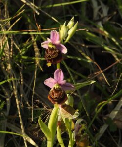 Ophrys holosericea subsp. holosericea