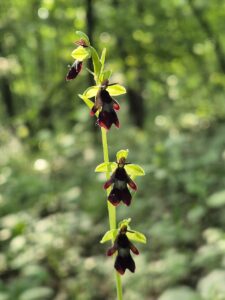Ophrys insectifera subsp. insectifera