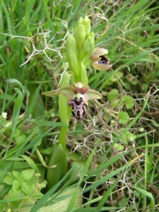 Ophrys kotschyi