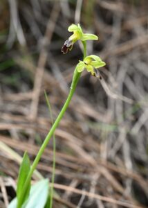 Ophrys omegaifera subsp. omegaifera
