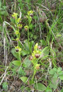 Ophrys omegaifera