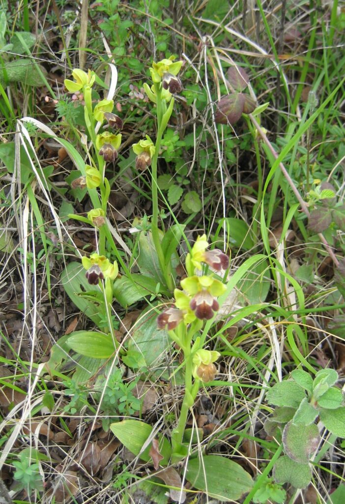 Ophrys omegaifera