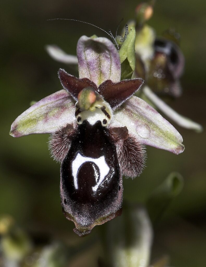 Ophrys reinholdii