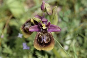 Ophrys × heraultii