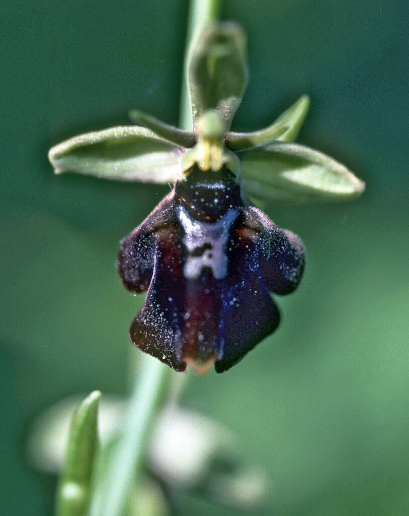 Ophrys × devenensis