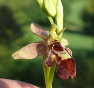 Ophrys × pietzschii