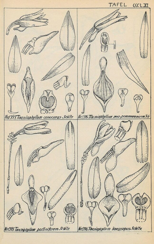 Taeniophyllum neopommeranicum
