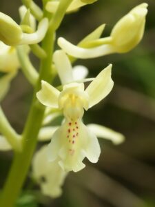Orchis provincialis