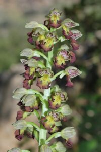 Orchis punctulata