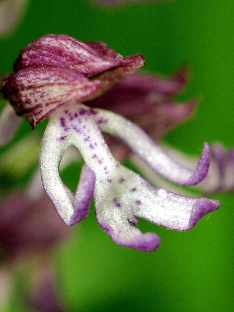 Orchis × angusticruris nothosubsp. angusticruris