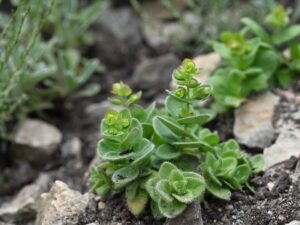 Origanum calcaratum