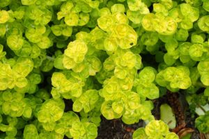 Origanum onites