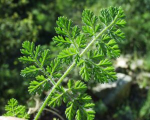 Orlaya daucoides
