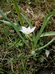 Ornithogalum oligophyllum
