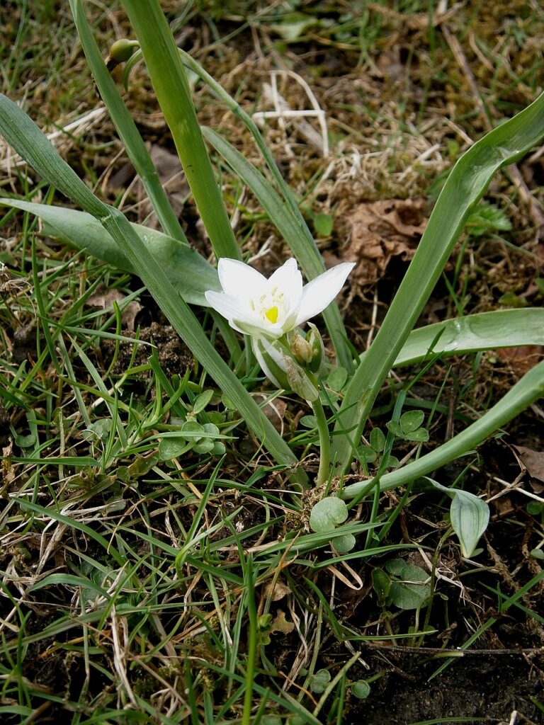 Ornithogalum oligophyllum
