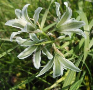 Ornithogalum boucheanum