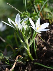 Ornithogalum bourgaeanum