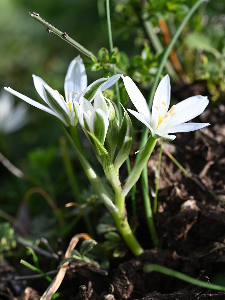 Ornithogalum bourgaeanum