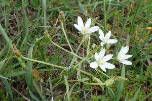 Ornithogalum divergens