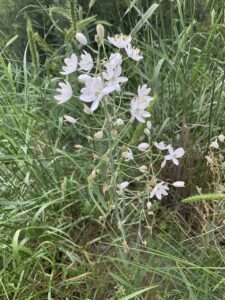 Ornithogalum fischerianum