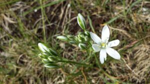 Ornithogalum comosum