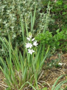 Ornithogalum reverchonii