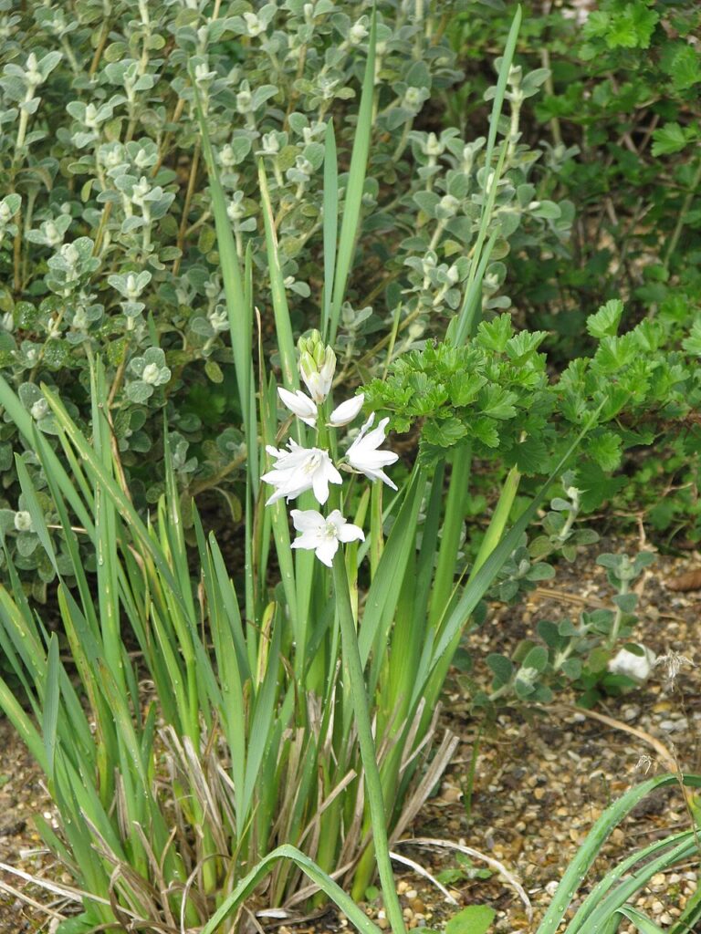 Ornithogalum reverchonii