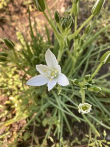Ornithogalum vulgare