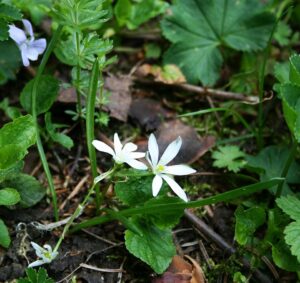 Ornithogalum wiedemannii