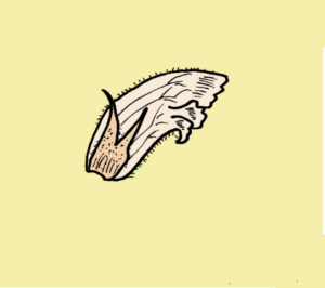 Orobanche alba