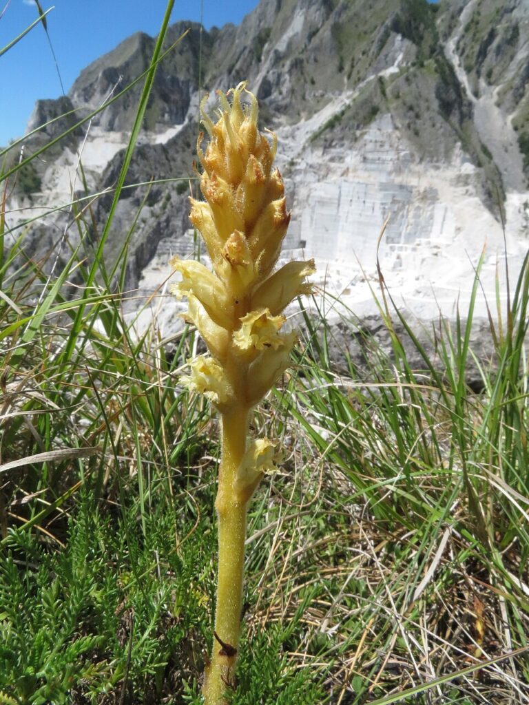 Orobanche apuana